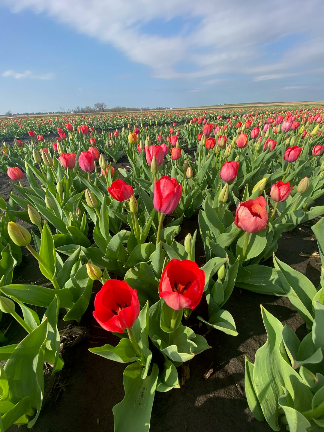 Pink tulips