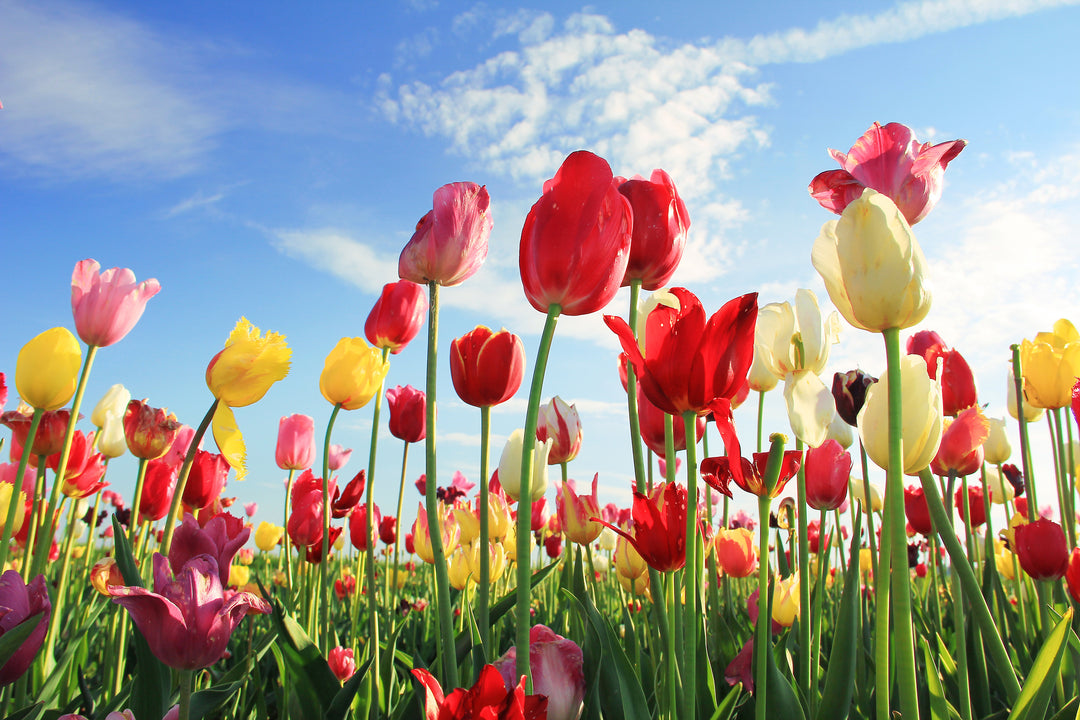Tulip_field