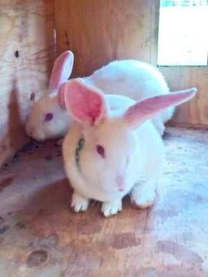 attractionsbunnyville_mXkD.jpg