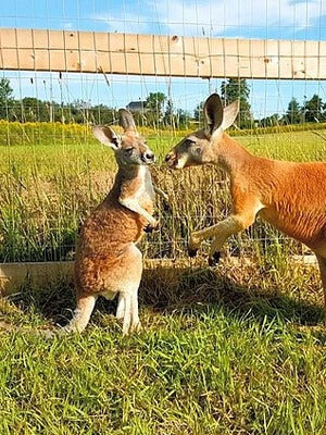 attractionspetkangaroos_m9ZK.jpg