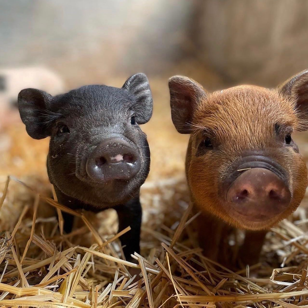 Baby Animal Days 2026