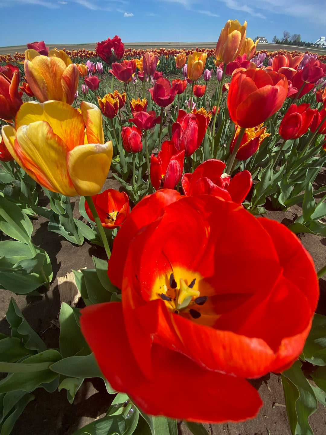 Field of red and yellow tulips under a clear blue sky.