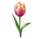 Single Tulip Bloom