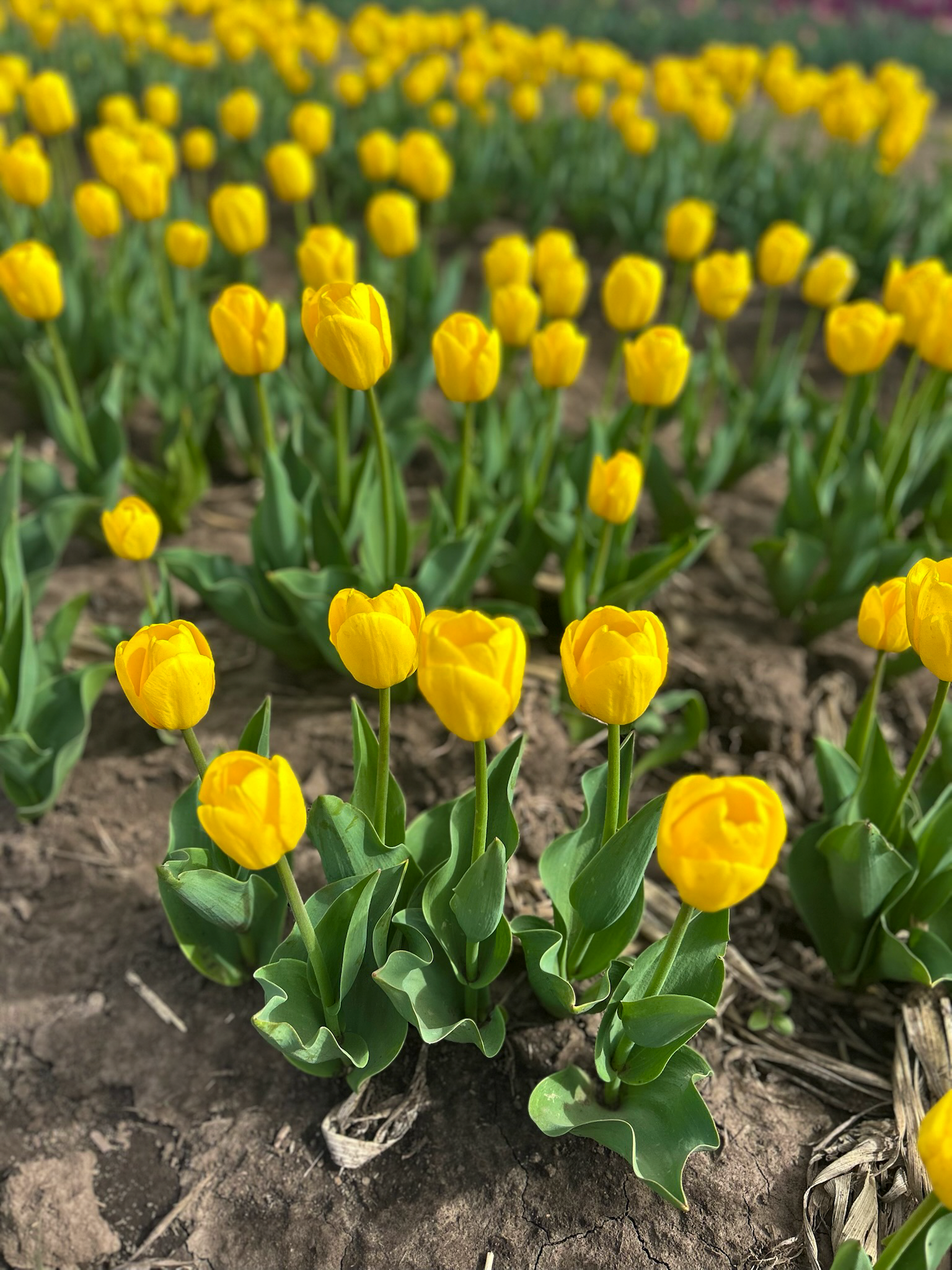 Field of yellow tulips with green leaves on a natural background